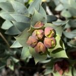 Euphorbia veneris Buds
