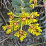 Euphorbia veneris
