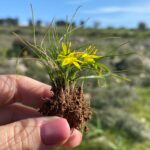 Gagea fibrosa pedicel arising from the bulb