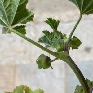 Malva parviflora how to identify it (linear epicalyx)