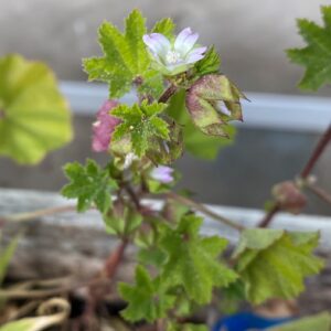 Malva parviflora