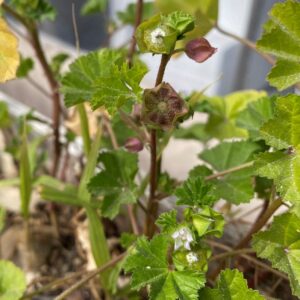 Malva parviflora fruits