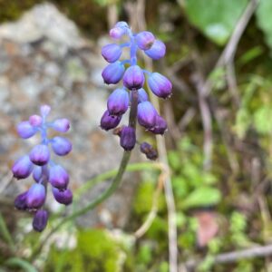 Muscari incostrictum