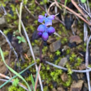 Muscari incostrictum