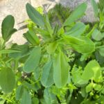 Ononis sicula leaves
