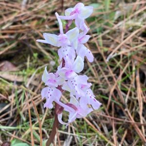 Orchis anatolica