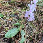 Orchis anatolica