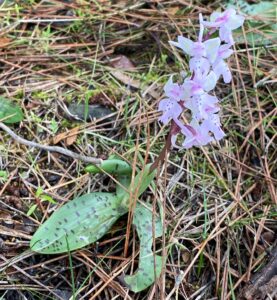 Orchis anatolica