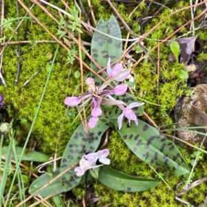 Orchis anatolica