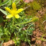 Ranunculus millefoliatus subsp. leptaleus Achenes