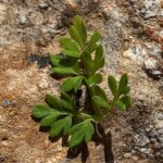 Ranunculus millefoliatus subsp. leptaleus Leaf