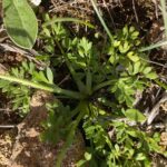 Ranunculus millefoliatus subsp. leptaleus Leaves
