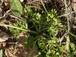 Ranunculus millefoliatus subsp. leptaleus Leaves