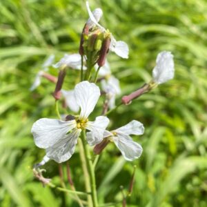 Raphanus raphanistrum flower