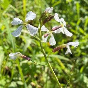 Raphanus raphanistrum flower