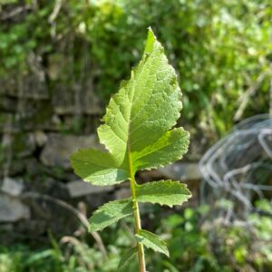 Raphanus raphanistrum leaf