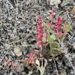 Rumex cyprius