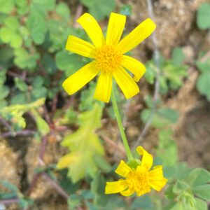 Senecio glaucus subspecies cyprius