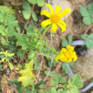 Senecio glaucus subspecies cyprius