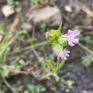 Silene apetala