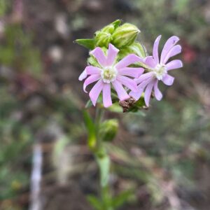 Silene apetala