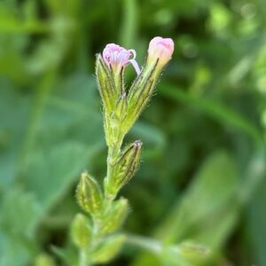 Silene nocturna