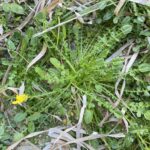 Taraxacum aphrogenes