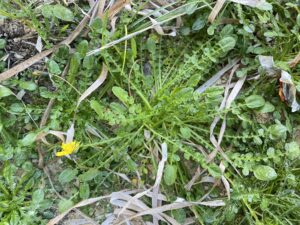 Taraxacum aphrogenes