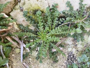 Taraxacum aphrogenes