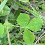 Trifolium clypeatum stem
