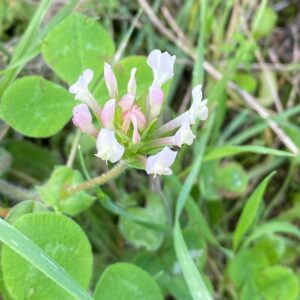 Trifolium clypeatum