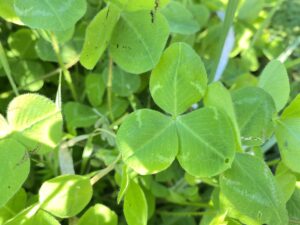 Trifolium clypeatum leaves