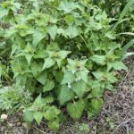 Lamium moschatum subsp. micranthum