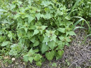 Lamium moschatum subsp. micranthum