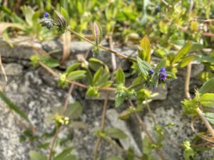 Asperugo procumbens