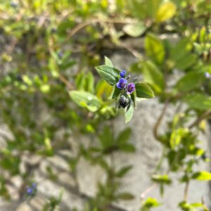 Asperugo procumbens