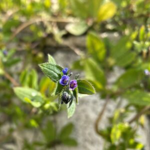 Asperugo procumbens