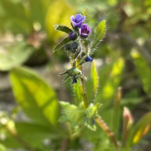 Asperugo procumbens Flowers and Fruit