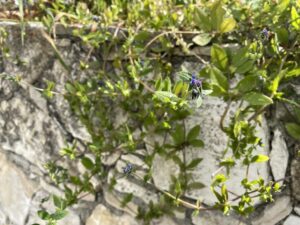 Asperugo procumbens