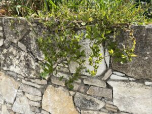 Asperugo procumbens