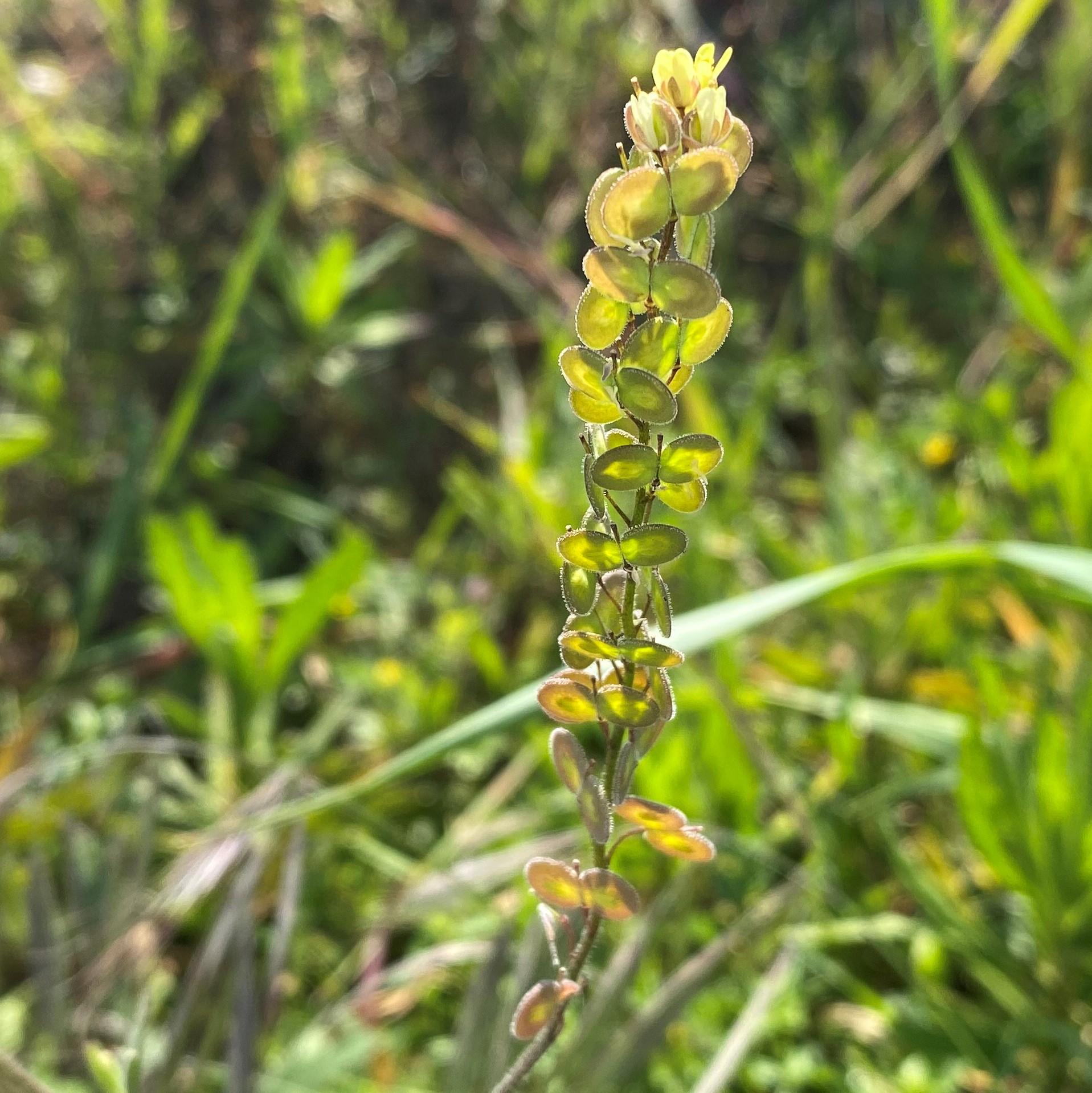 Biscutella didyma subsp. didyma