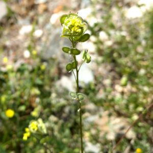 Biscutella didyma subsp. dunensis