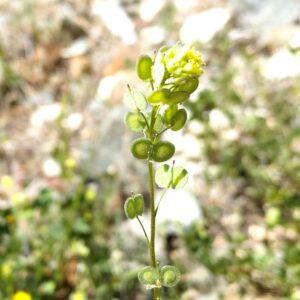 Biscutella didyma subsp. dunensis