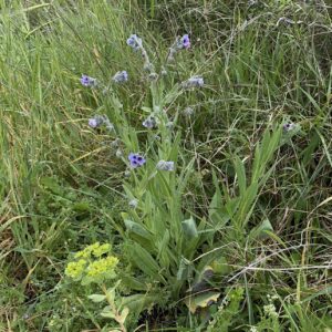 Cynoglossum creticum