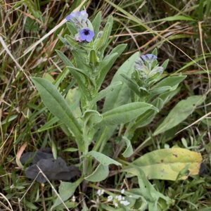 Cynoglossum creticum