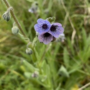 Cynoglossum creticum