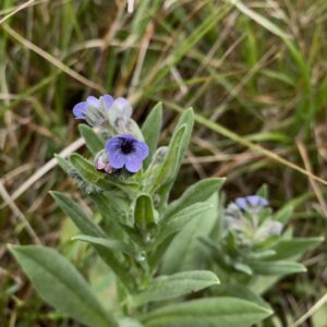 Cynoglossum creticum