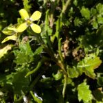 Enarthrocarpus arcuatus flower and fruits