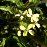 Enarthrocarpus arcuatus flowers