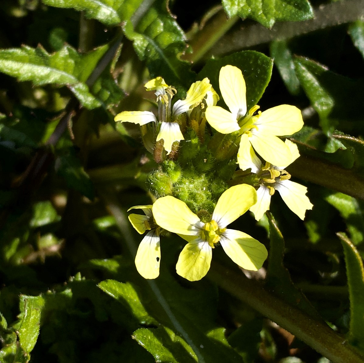 Enarthrocarpus arcuatus flowers